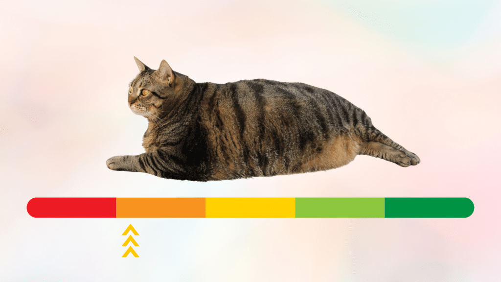 Overweight cat body above a red to green scale from Animal Cove Pet Hospital