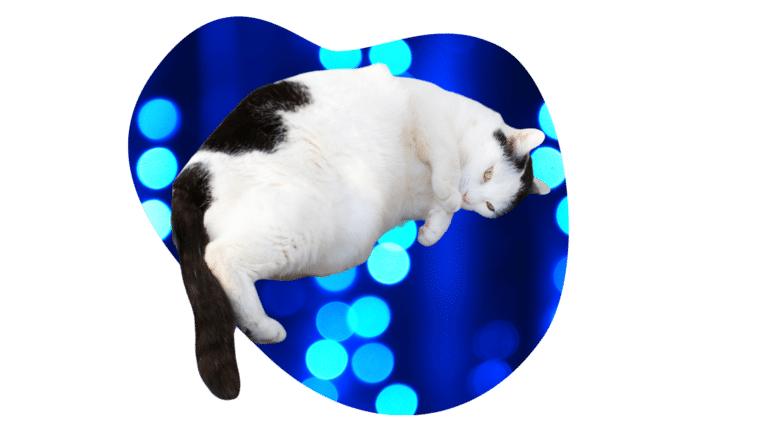 Obese black and white cat getting support from Animal Cove Pet Hospital in Foster City, CA