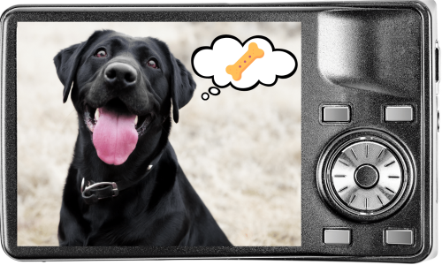 Digital camera showing a black dog thinking of a treat