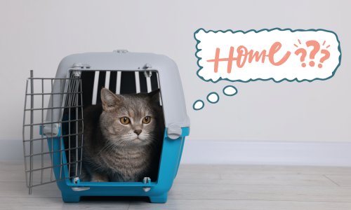 Cat sitting in a pet carrier while adjusting to a new home in Foster City, CA