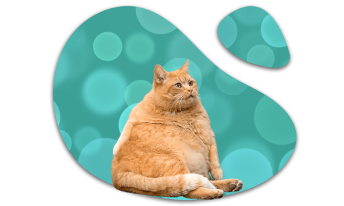 Overweight orange cat representing feline weight concerns in Foster City, CA
